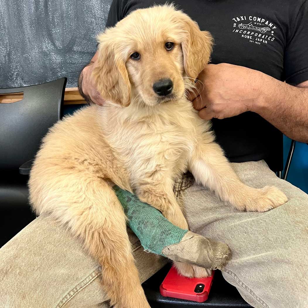 A golden retriever puppy waits to get her cast re-wrapped.