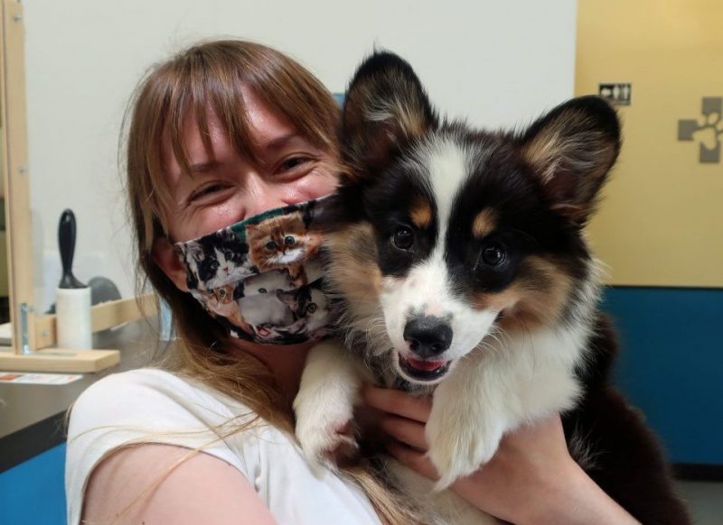 Woman holding black and white Corgi puppy