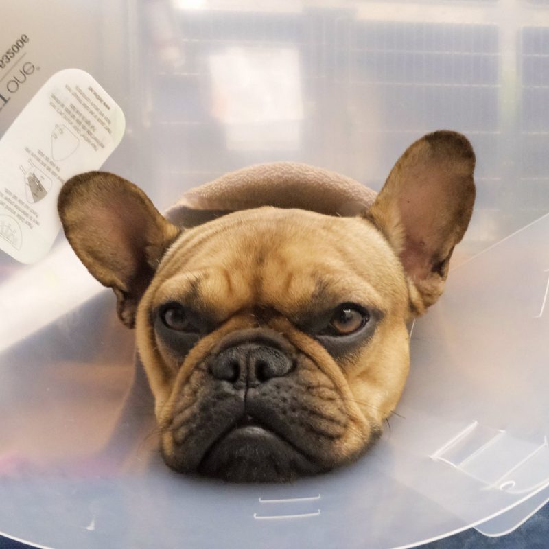 french bull dog in cone of shame after getting neutered