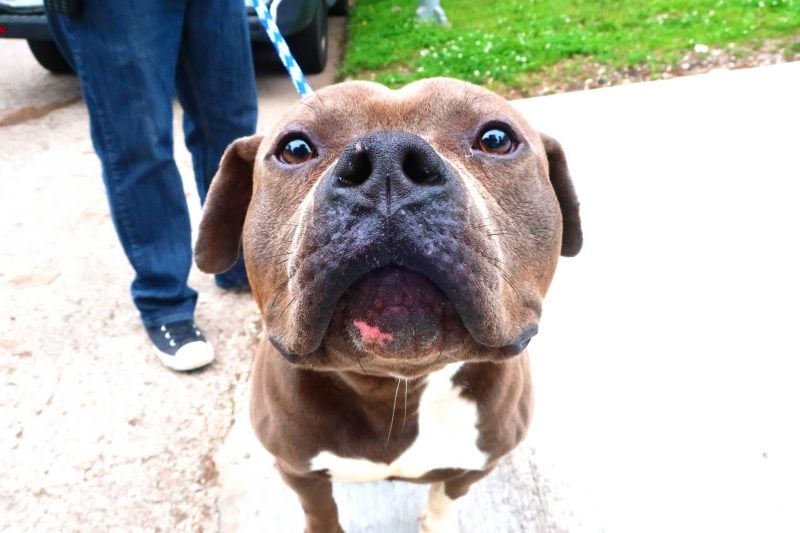 a dog puts its face near the camera.