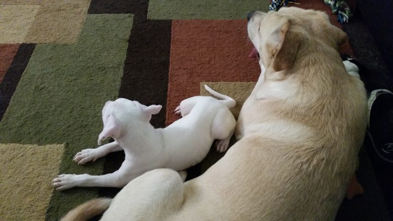 white pit bull puppy with yellow lab