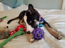 Josie has all the toys and attention she wants these days, thanks to being rescued off the streets.