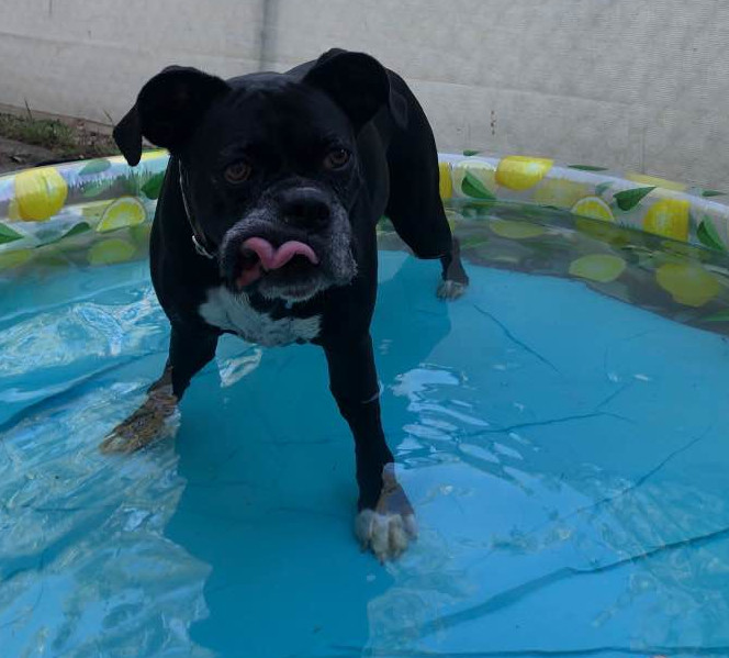 Playing in a backyard pool is a great way to keep cool.