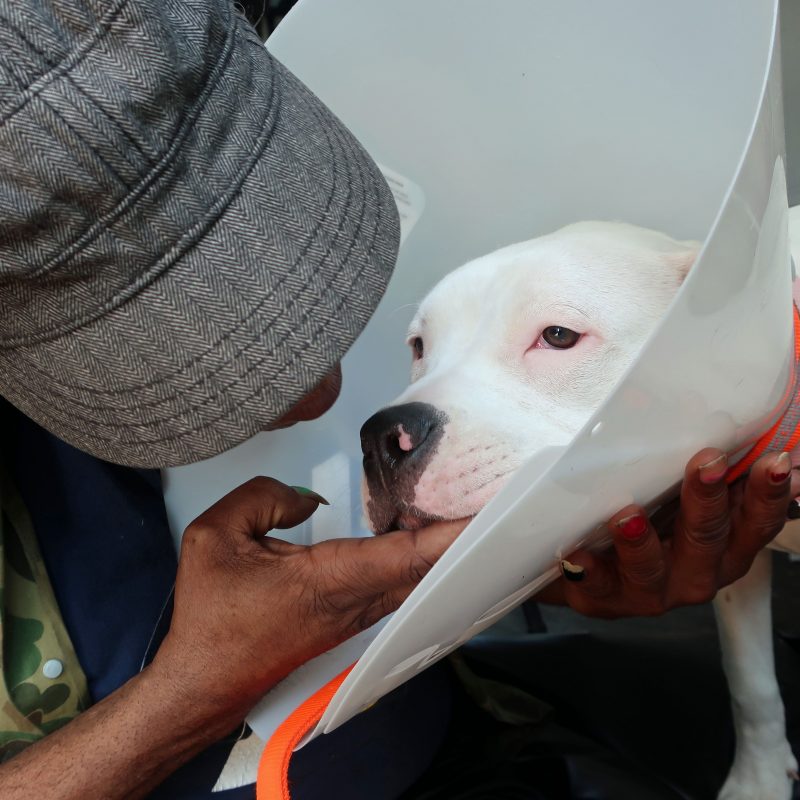 owner giving his dog kisses after getting spayed