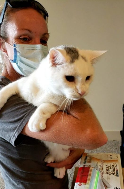 white and gray tabby cat