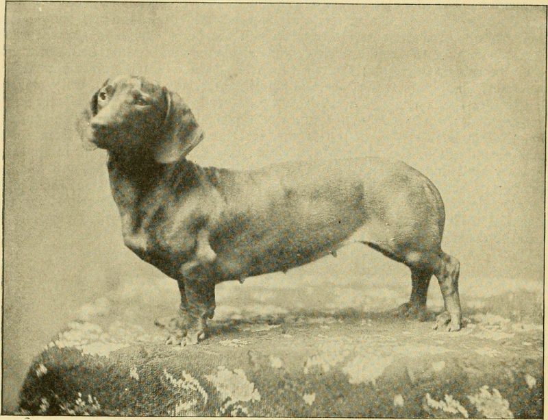 An old picture of a purebred weiner dog
