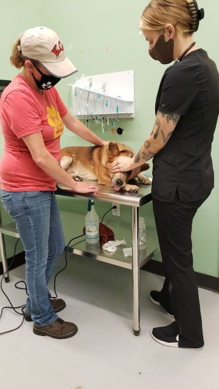 blue heeler receiving heartworm treatment at vet