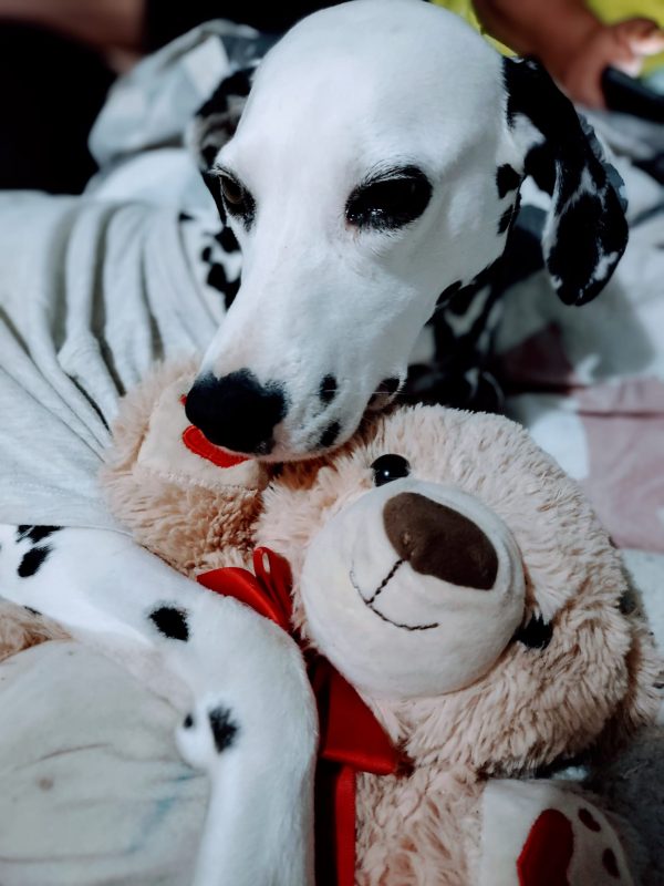 dalmatian in t-shirt recovering after syrgery