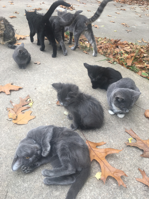 Abandoned cats were rescued after they were left on their own