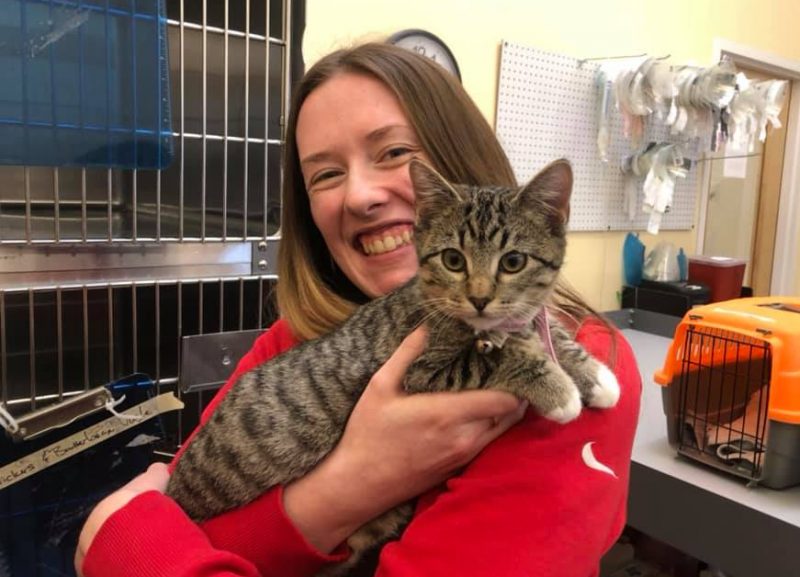 woman holding grey tabby kitten