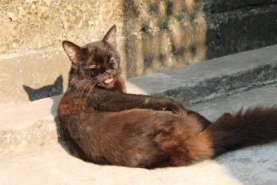 A black cat with rusty fur