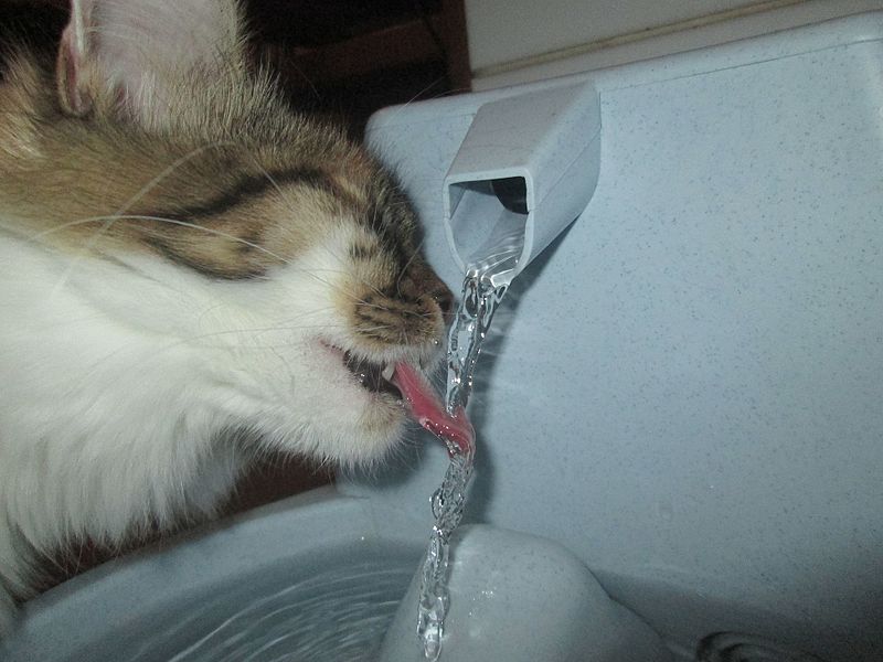A cat drinks from a water fountain