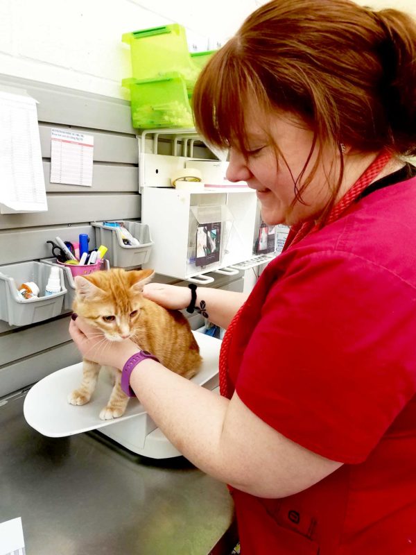 Amanda weighs an orange tabby kitten