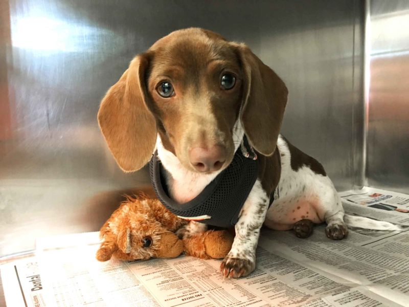 A brown and white dog wearing a harness looks at the camera while sitting on a stuffed giraffe toy.