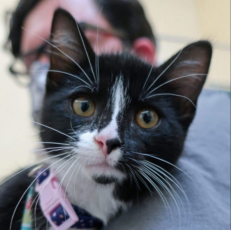 black and white kitten