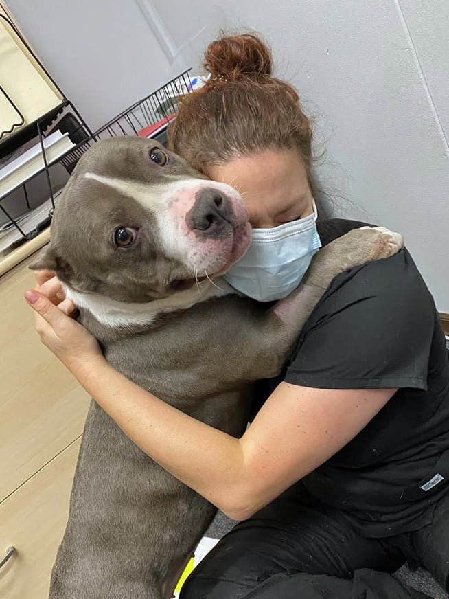 gray and white pit bull hugging vet after saving her life