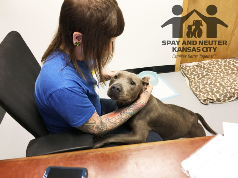 A dog leans on the lap of a woman who is sitting in a swivel chair.