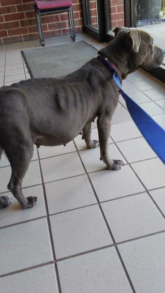 blue pit bull with swollen belly because of heartworms