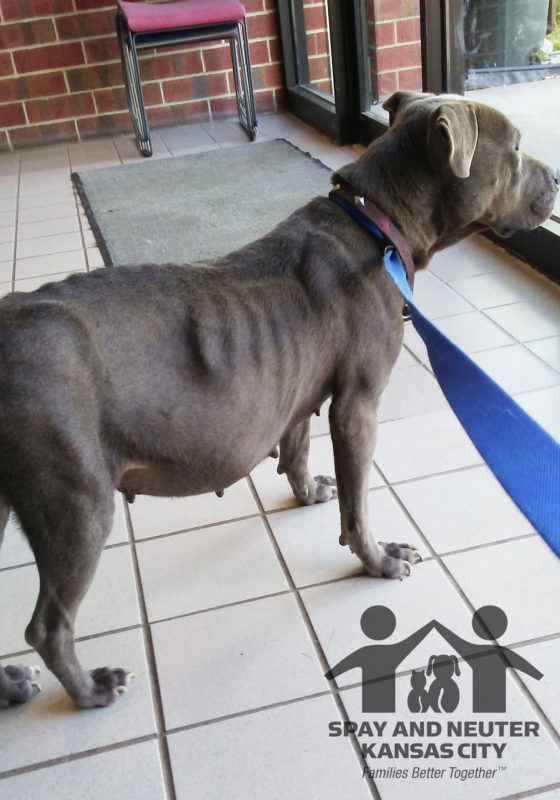 Blu stands in front of a glass door, looking out. Her belly is distended from fluid retention.