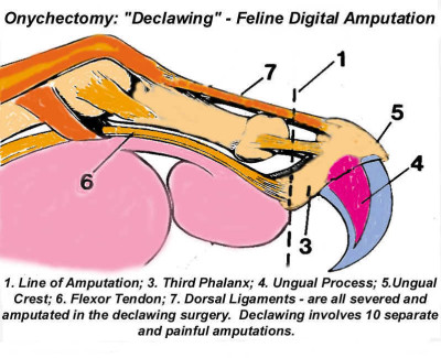 declawing