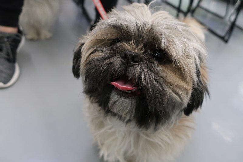 Scruffy but cute Shih Tzu