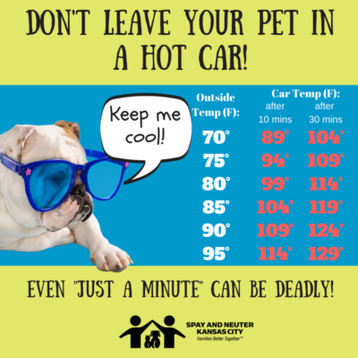 a dog with sunglasses looks at how hot a car gets during summer
