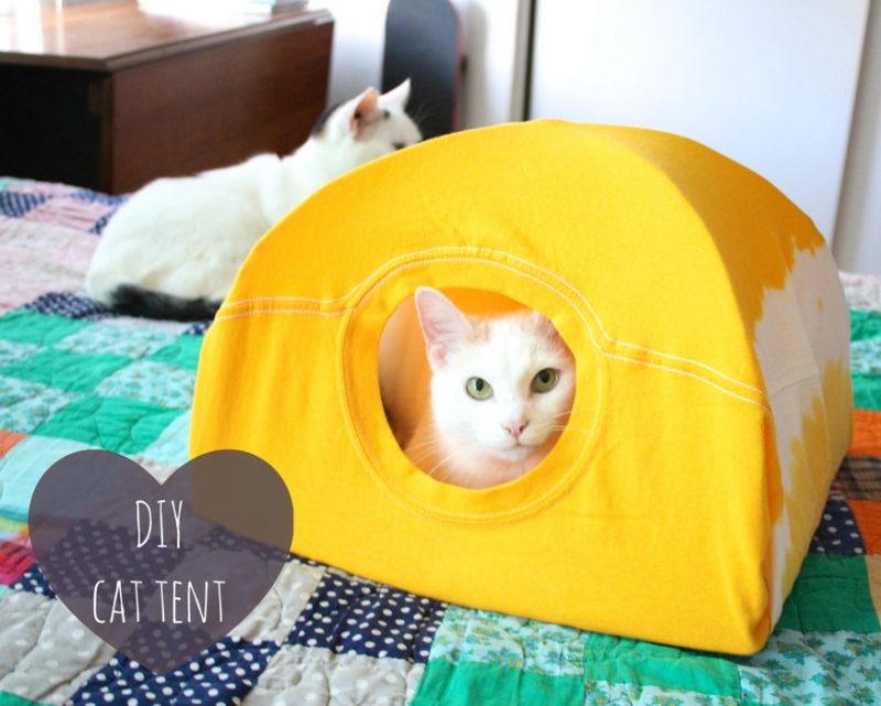 a cat sits in a tent made from a yellow t-shirt