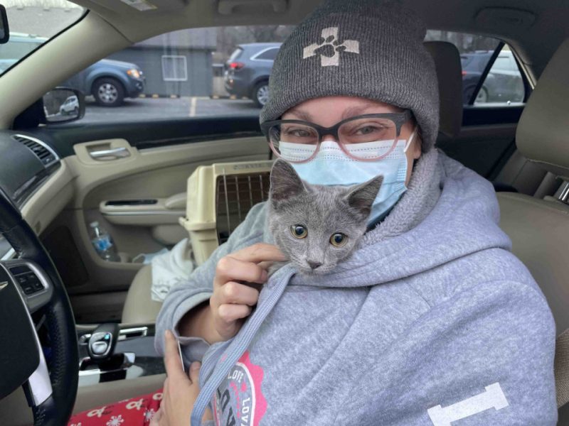gray kitten stuffed inside owner's hoodie keeping warm
