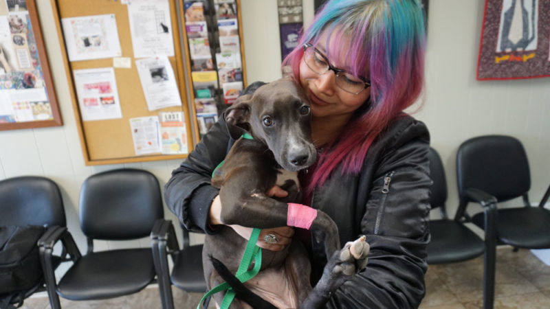 A family is happier and healthier when they have pets on the home. 