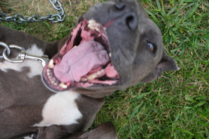 Baby Boy has a number of friends in the community, including Blue. 