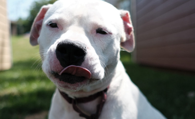 Dogs like Baby Boy help veteran's have a better life. 