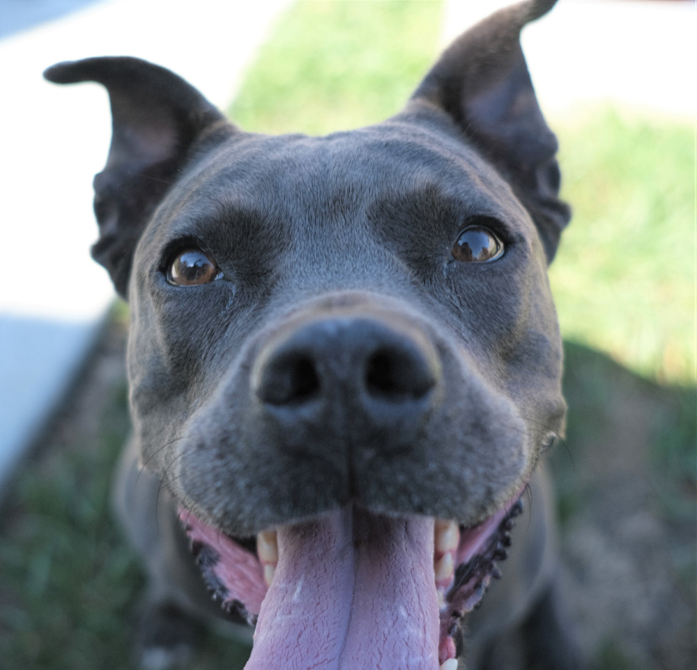 Pitbulls like Blue bring so much happiness to their families.