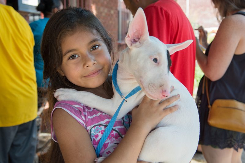 young girl with bull terrier puppy