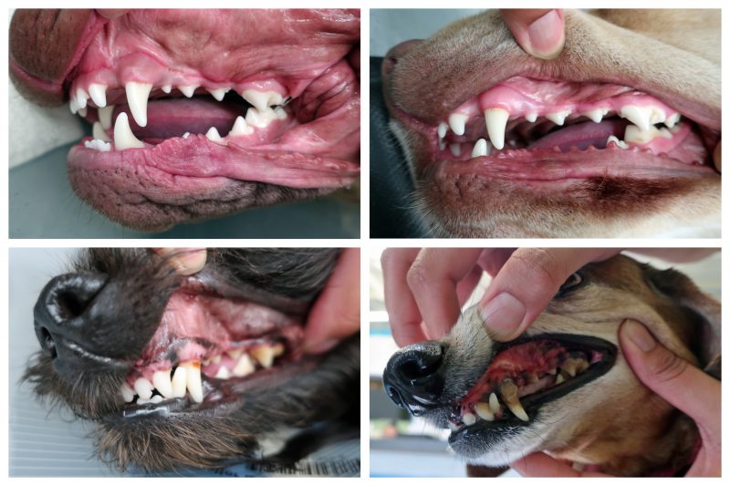 tartar on dogs' teeth