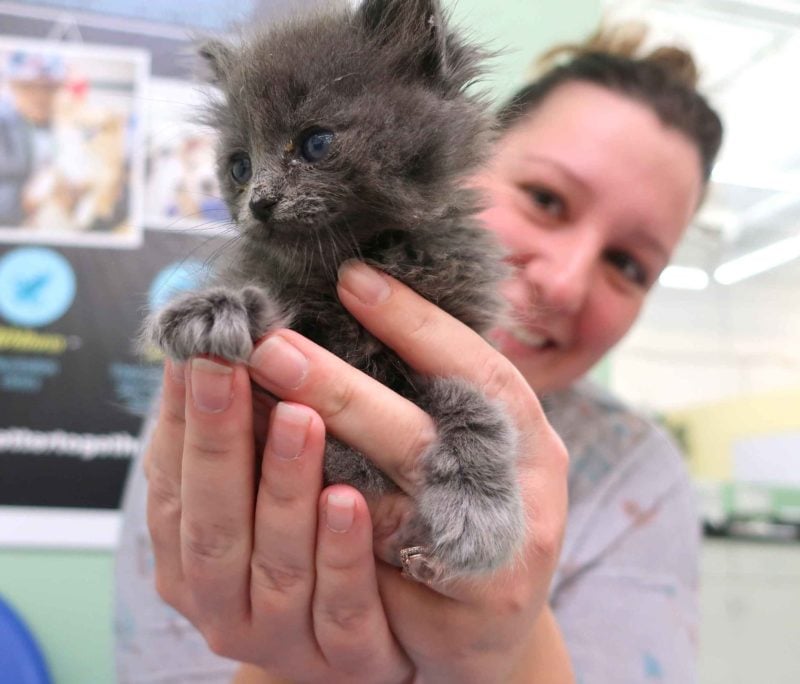 A woman holds a small, grey kitten in her hands