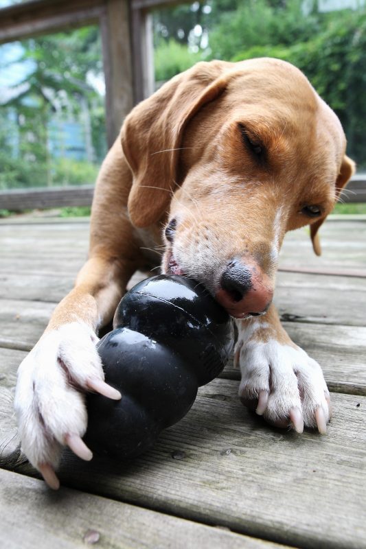 a dog enjoys playing with a black kong toy
