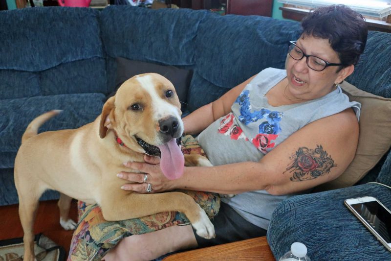 A woman sits on a couch, as her dog attempts to get up in her lep.