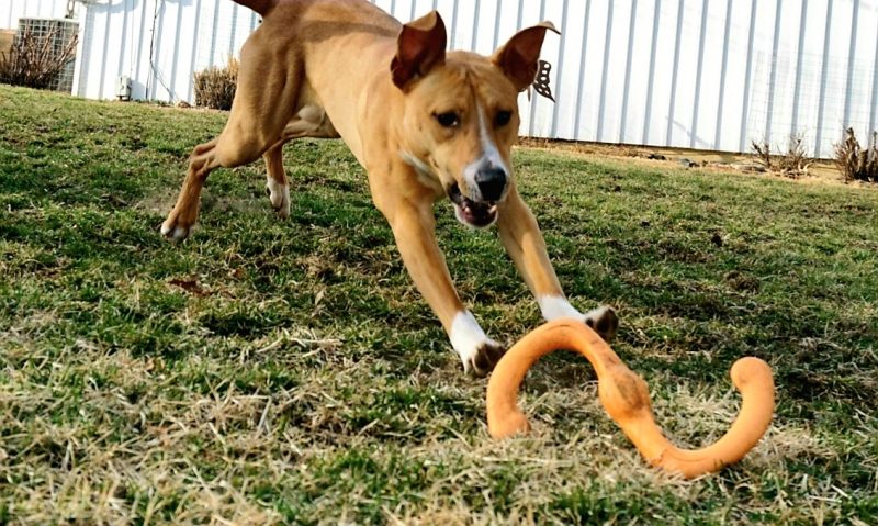 a brown and white dog lunges for a toy in the yard