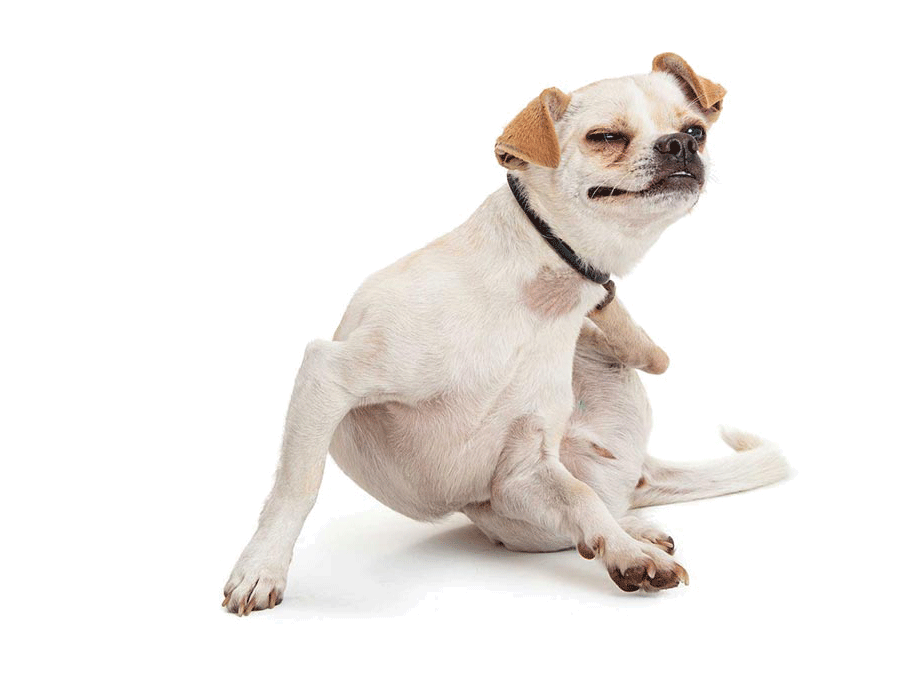 Fight the Bite - Stop fleas and ticks in their tracks