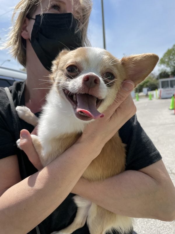 A smiling dog looks into the camera.