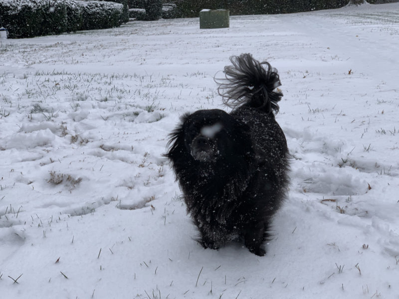 This little dog helped bring her owner out of depression. Studies show that people with pets are happier and suffer fewer illnesses. 