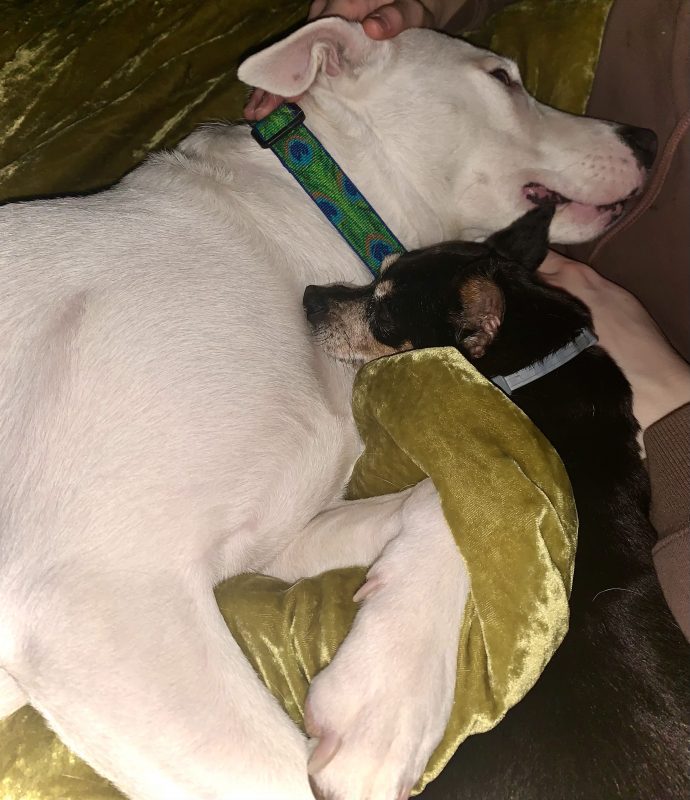 senior miniature pinscher cuddling white pit bull