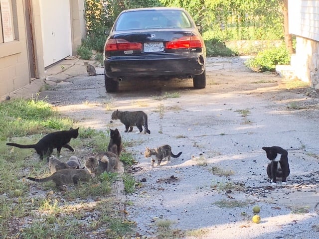 colony of feral cats eating