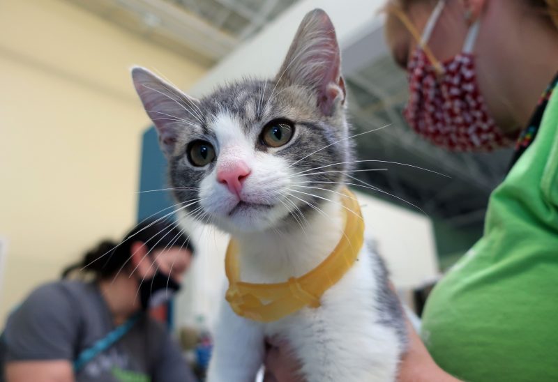 grey and white kitty