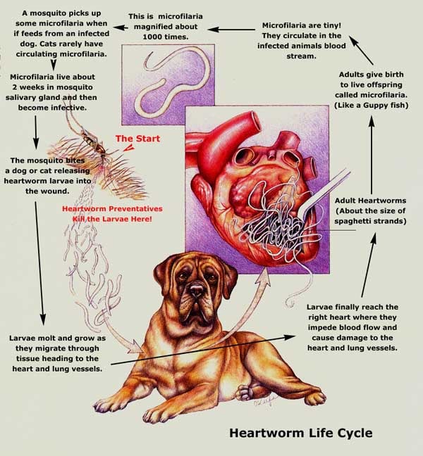An illustration of how the life cycle of the heartworm works.