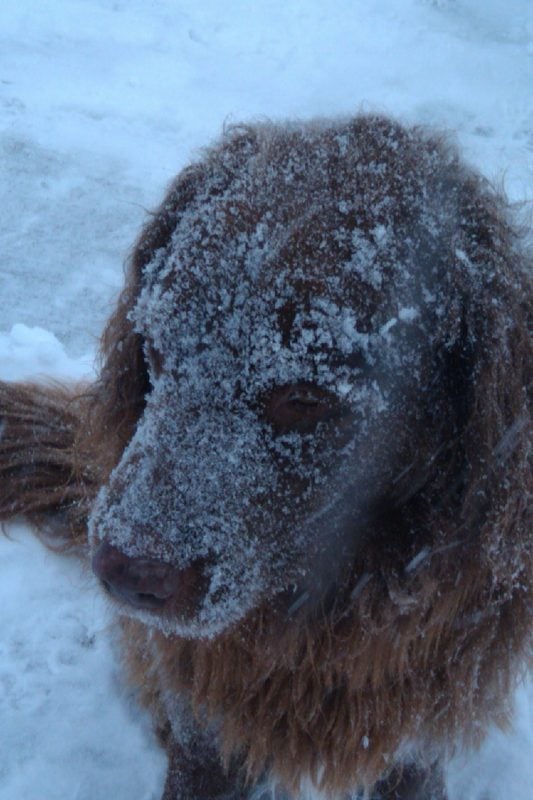 Some animals tolerate the cold better than others. Still, staying indoors is better for all of them. 