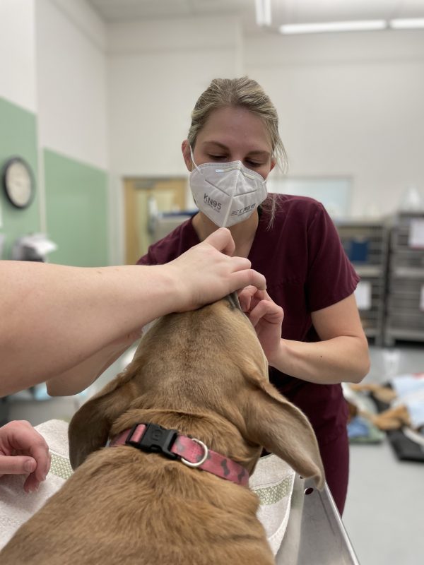 vet intubating dog for spay surgery