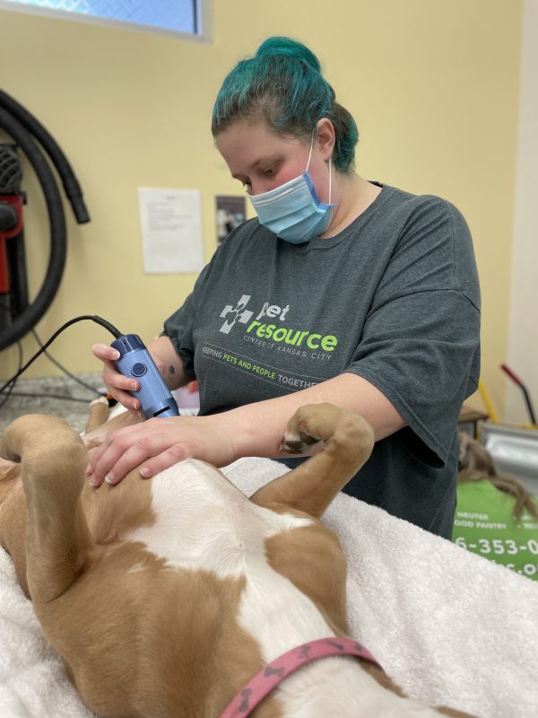 woman prepping pit bull dog for surgery