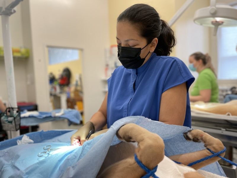 vet performing spay surgery