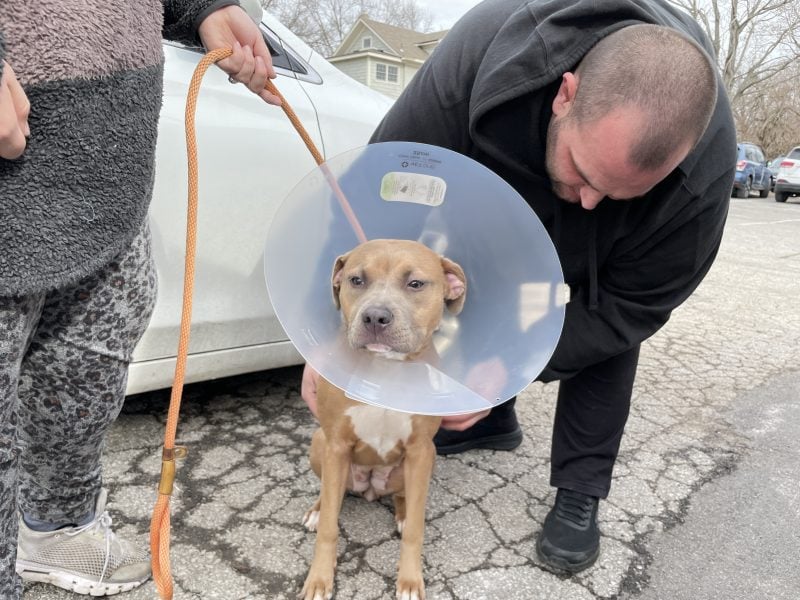 pit bull in e-collar going home after surgery